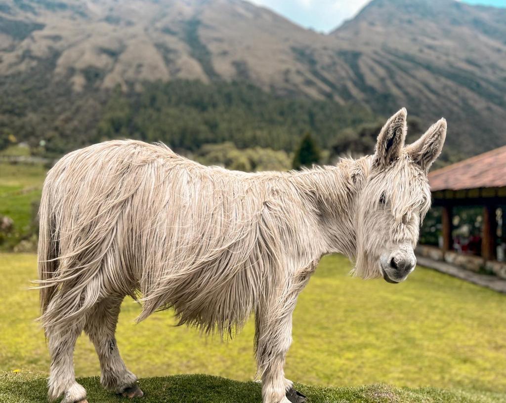 Hacienda Hosteria Dos Chorreras Cuenca Eksteriør bilde